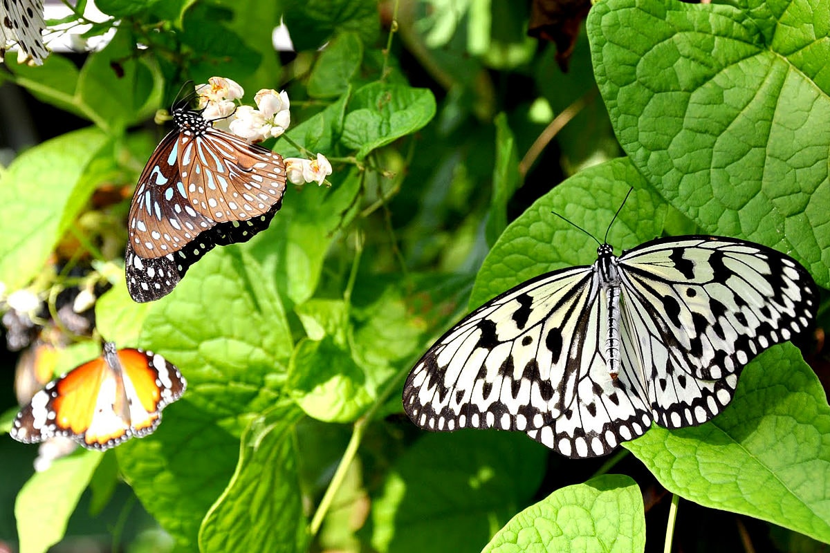 1200-butterfly-farm-min