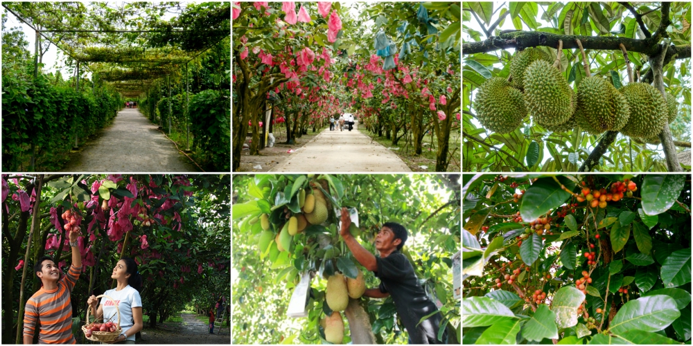fruit