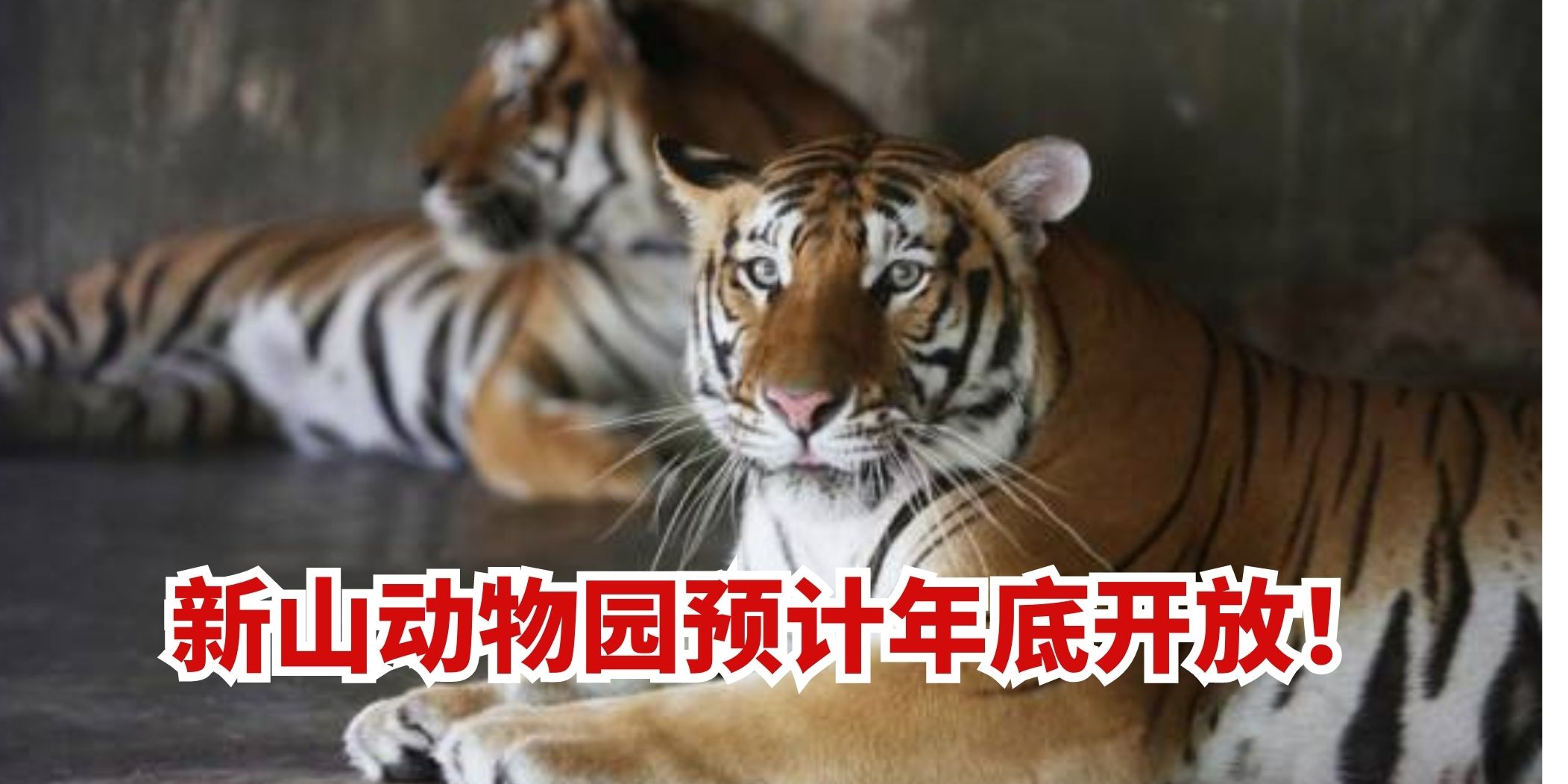 【 新山动物园年底将开放！】