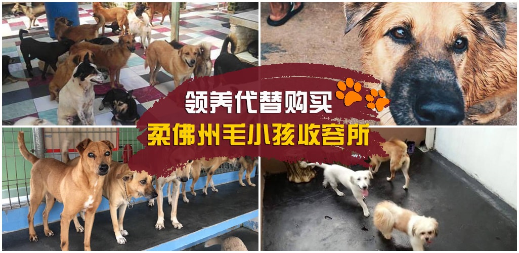 【领养代替购买】柔佛州流浪猫狗收留所 · 爱护小动物协会