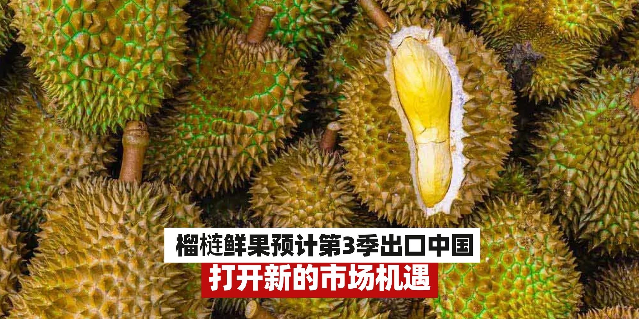 【榴梿鲜果预计第3季出口中国，打开新的市场机遇】