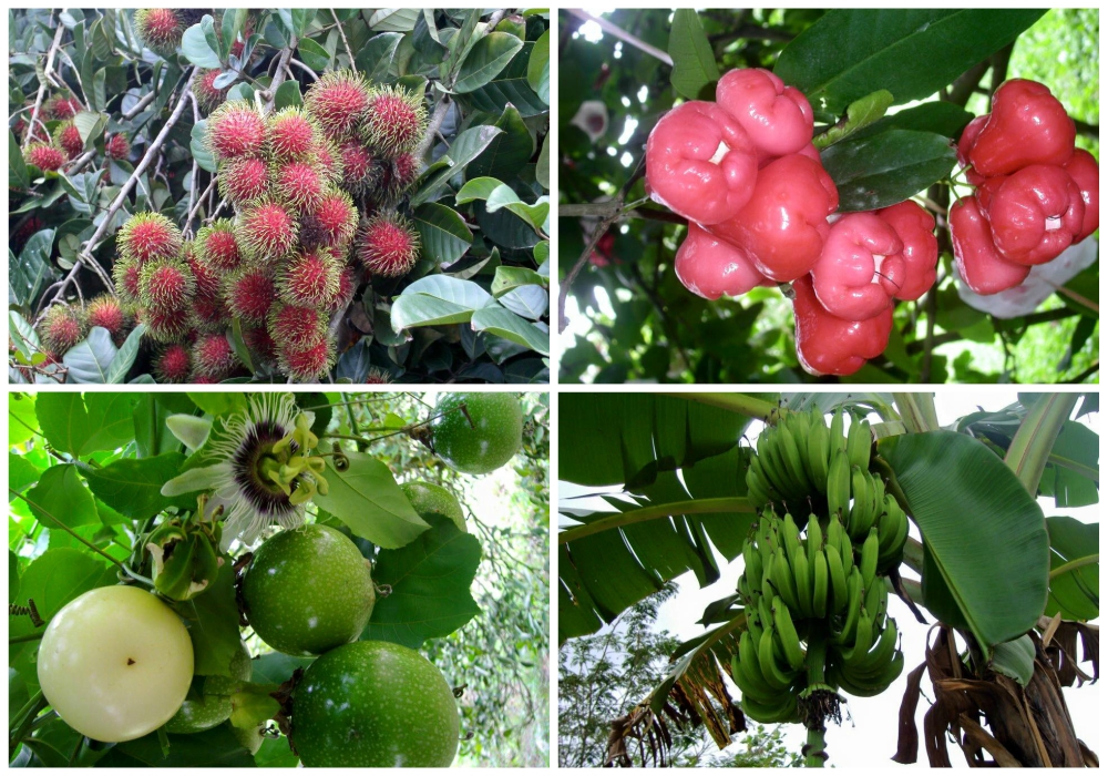 fruit