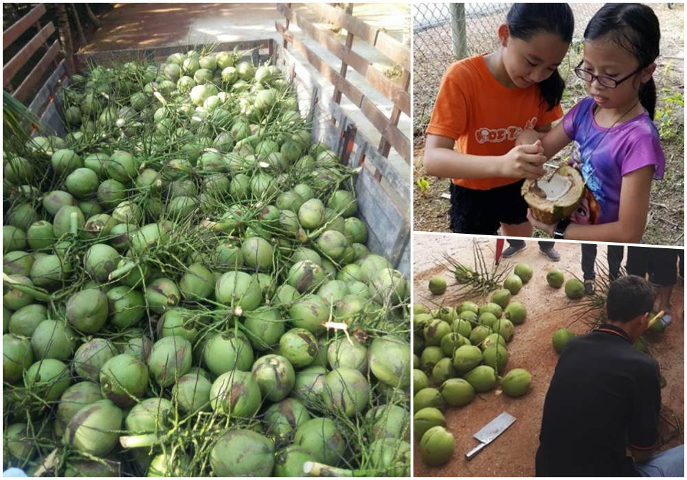 coconut