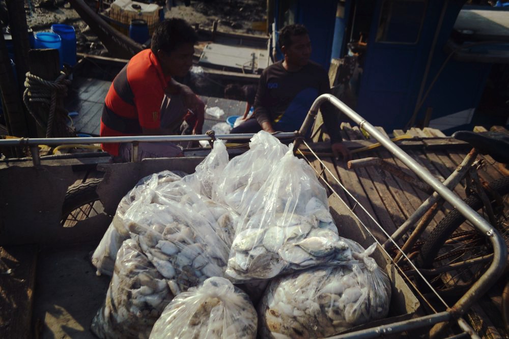 TransferingfishtoPasar