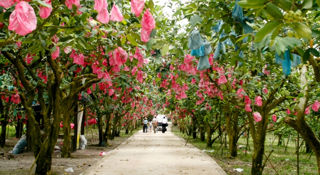 desaru-fruit-farm-tour
